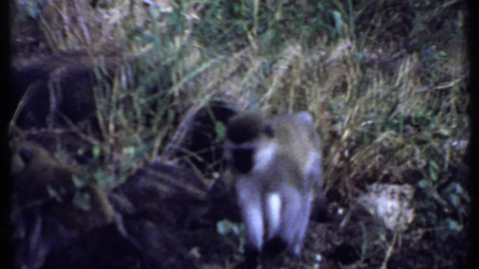 Long-tailed monkey moving through dense grass and brush in a 1969 Kenya home-movie frame.