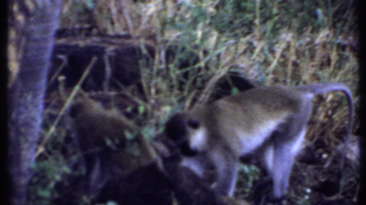 Monkey standing in dense brush beside tree trunks and dry grasses.