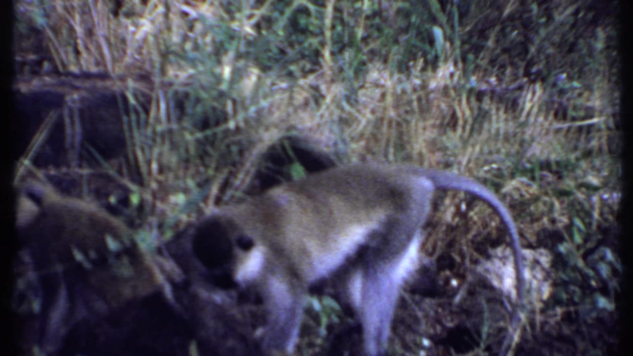 Kenya 1969 home-movie frame showing a monkey bent toward the ground among grass, brush, and tree cover.