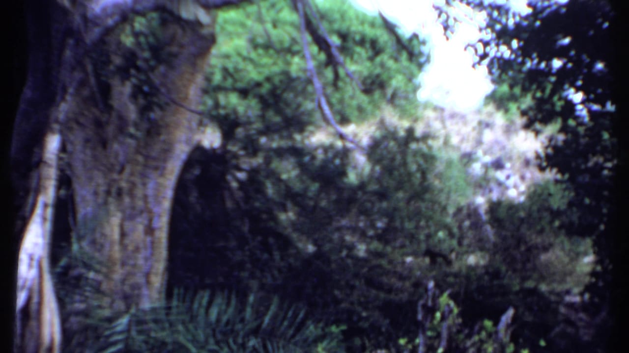 A handheld Kenya 1969 8mm view of a large tree trunk, dark brush, and sunlit vegetation near a wooded edge.