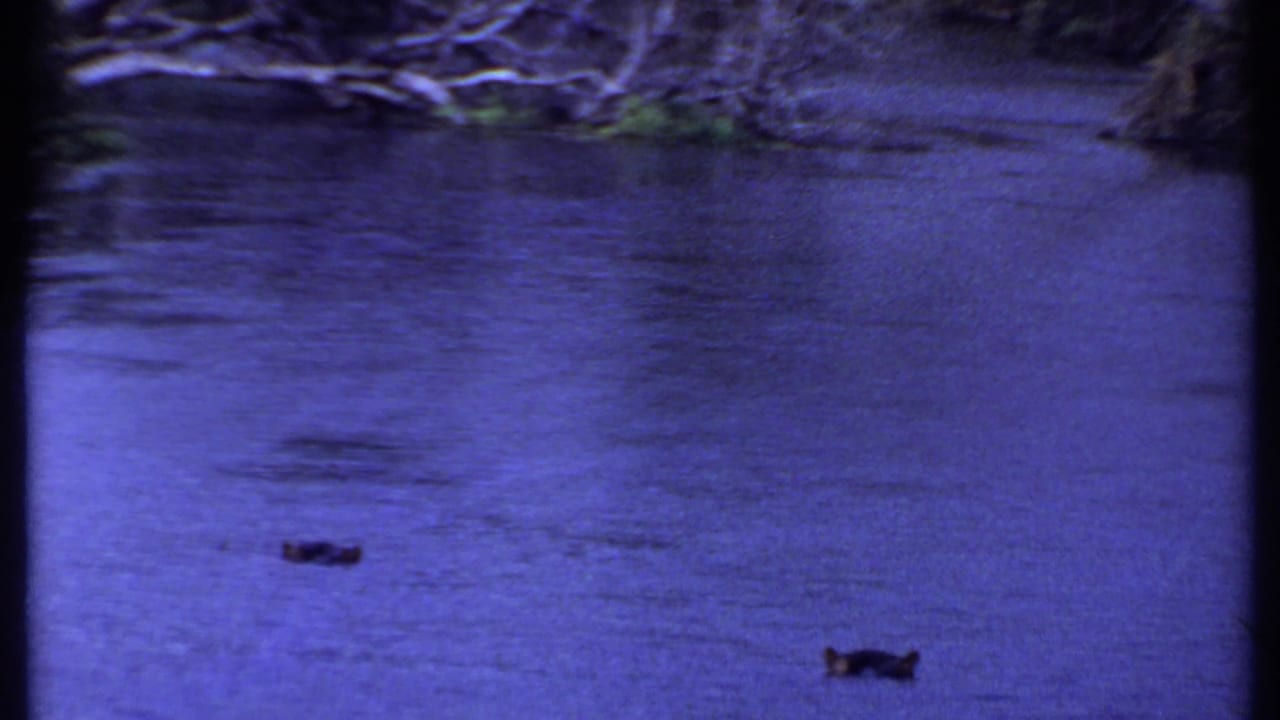 Kenya 1969 8mm frame of a shaded river surface with purple-blue color shift, ripples, and small floating debris.