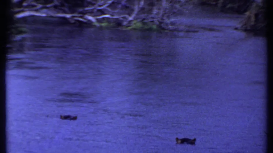 Kenya 1969 8mm frame of a shaded river surface with purple-blue color shift, ripples, and small floating debris.
