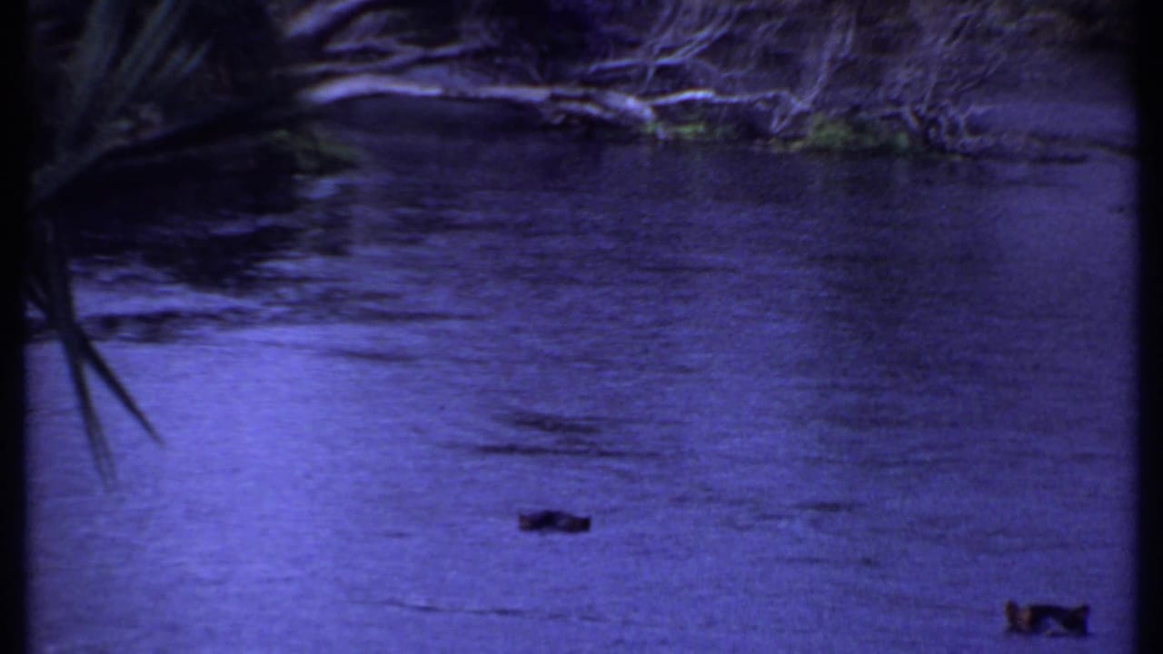 1969 Kenya 8mm frame showing dark river water under a purple cast, with bankside brush and spiky foreground leaves.