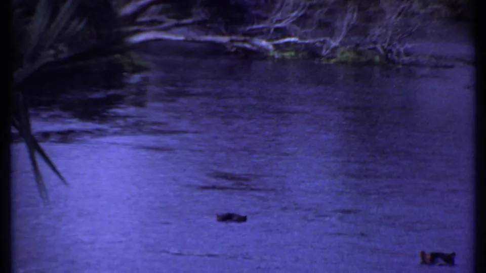 1969 Kenya 8mm frame showing dark river water under a purple cast, with bankside brush and spiky foreground leaves.