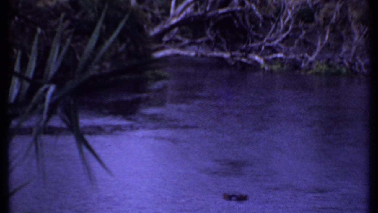 Dark river bend with overhanging spiky plants and brush along the far bank.