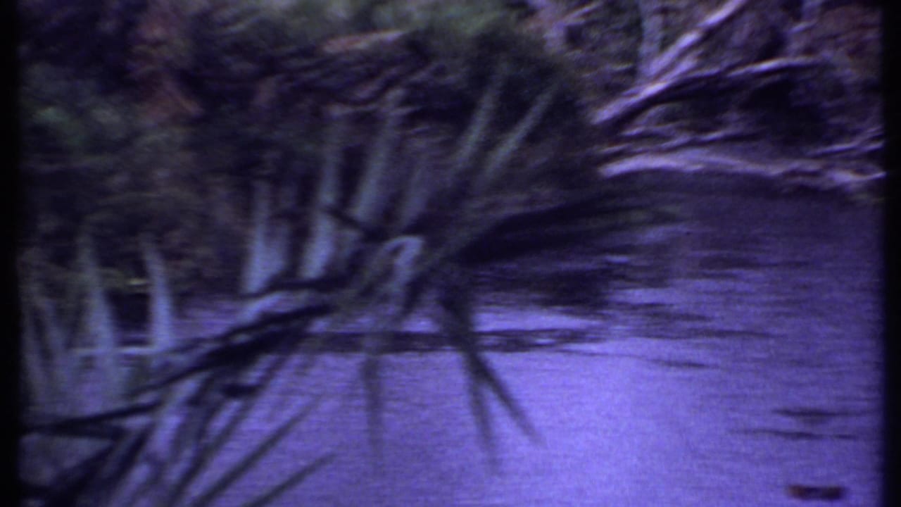1969 Kenya 8mm frame with soft handheld motion across river water, branches, and spiky foreground vegetation.