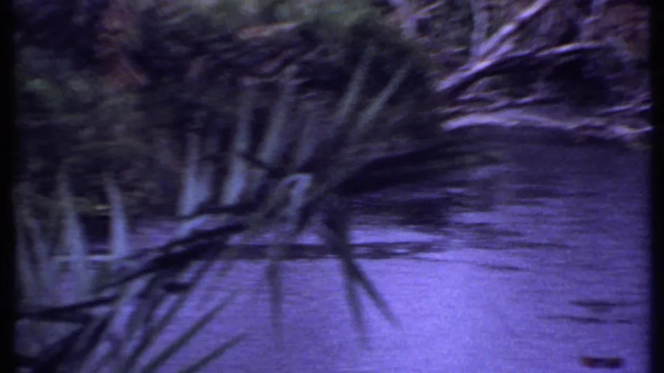 1969 Kenya 8mm frame with soft handheld motion across river water, branches, and spiky foreground vegetation.