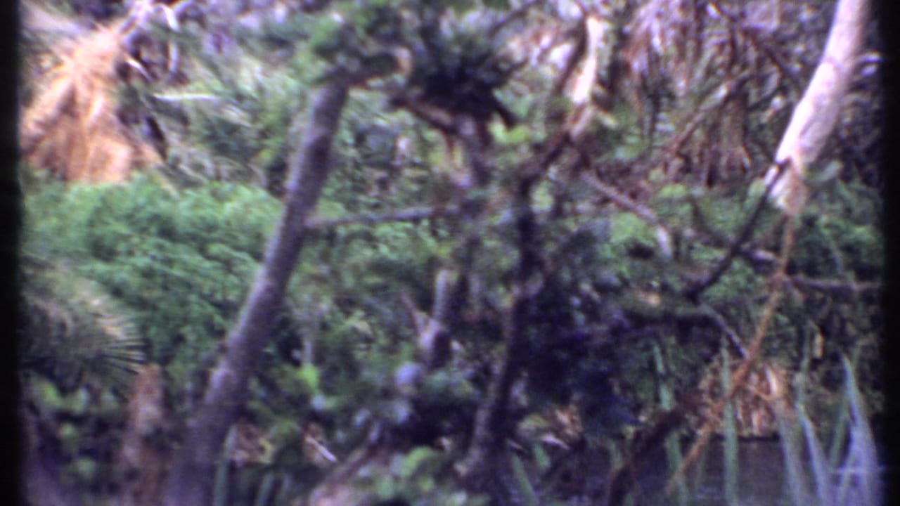 1969 Kenya 8mm frame shifting into lush green forest, with leaning trunks, shrubs, and soft handheld focus.