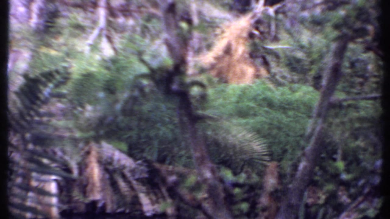 Dense tropical foliage and palm fronds in soft, grainy 8mm color.
