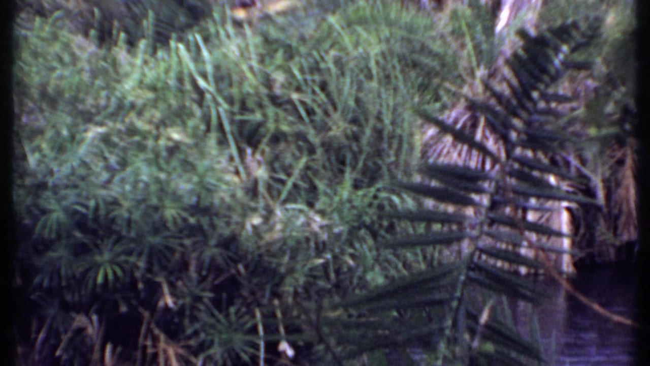 Kenya 1969 frame with layered tropical vegetation and palm leaves, filmed in faded handheld 8mm color.