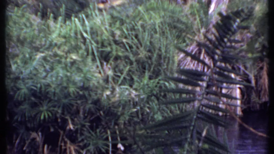 Kenya 1969 frame with layered tropical vegetation and palm leaves, filmed in faded handheld 8mm color.