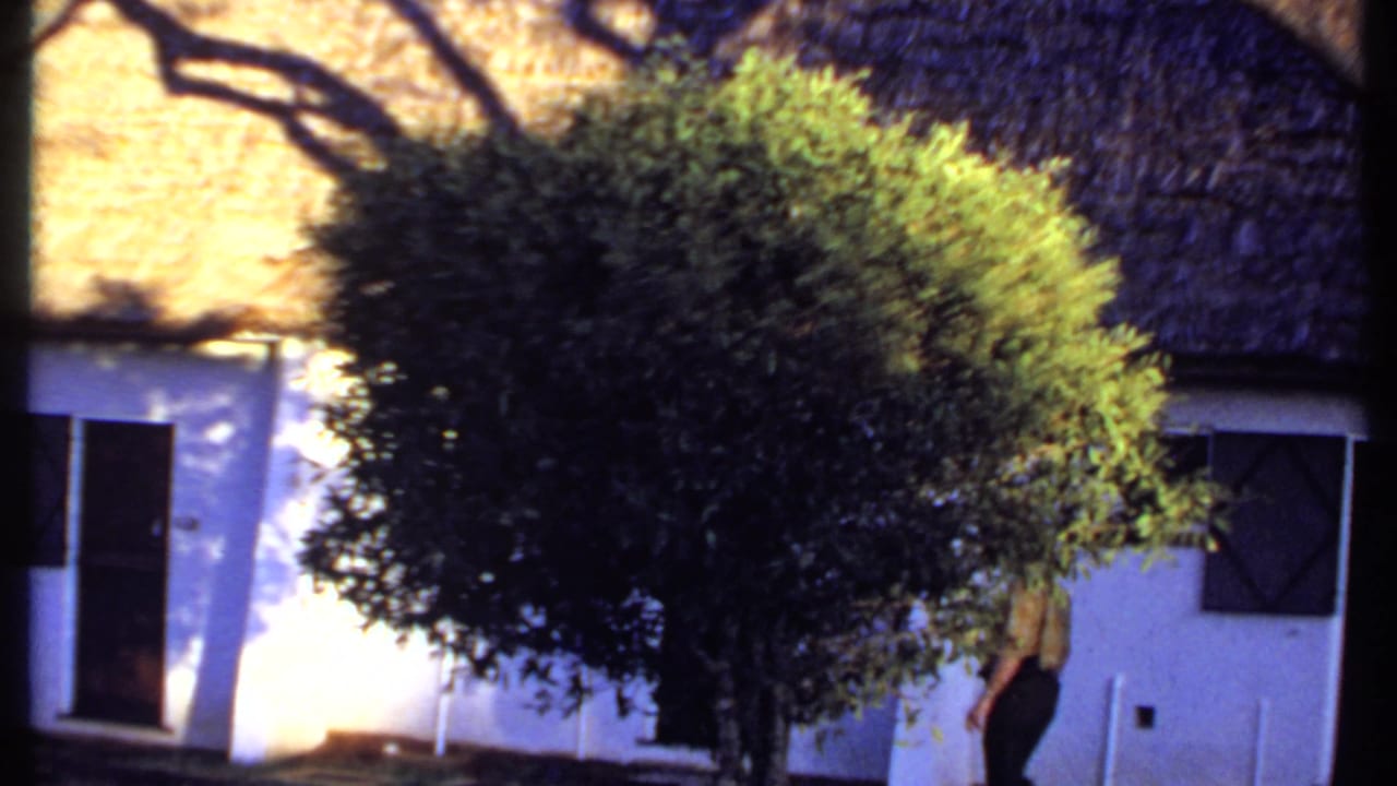 1969 Kenya frame showing a man partly obscured by foliage as he walks beside a white thatched-roof building.