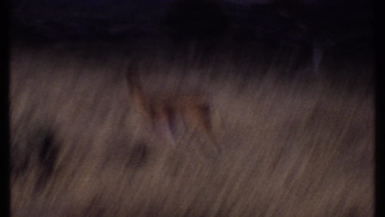 1969 Kenya home-movie frame showing blurred dry grassland and a dark vertical film edge, with no people visible.