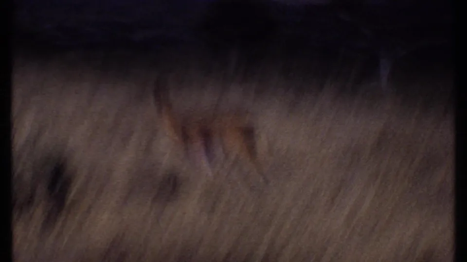 1969 Kenya home-movie frame showing blurred dry grassland and a dark vertical film edge, with no people visible.
