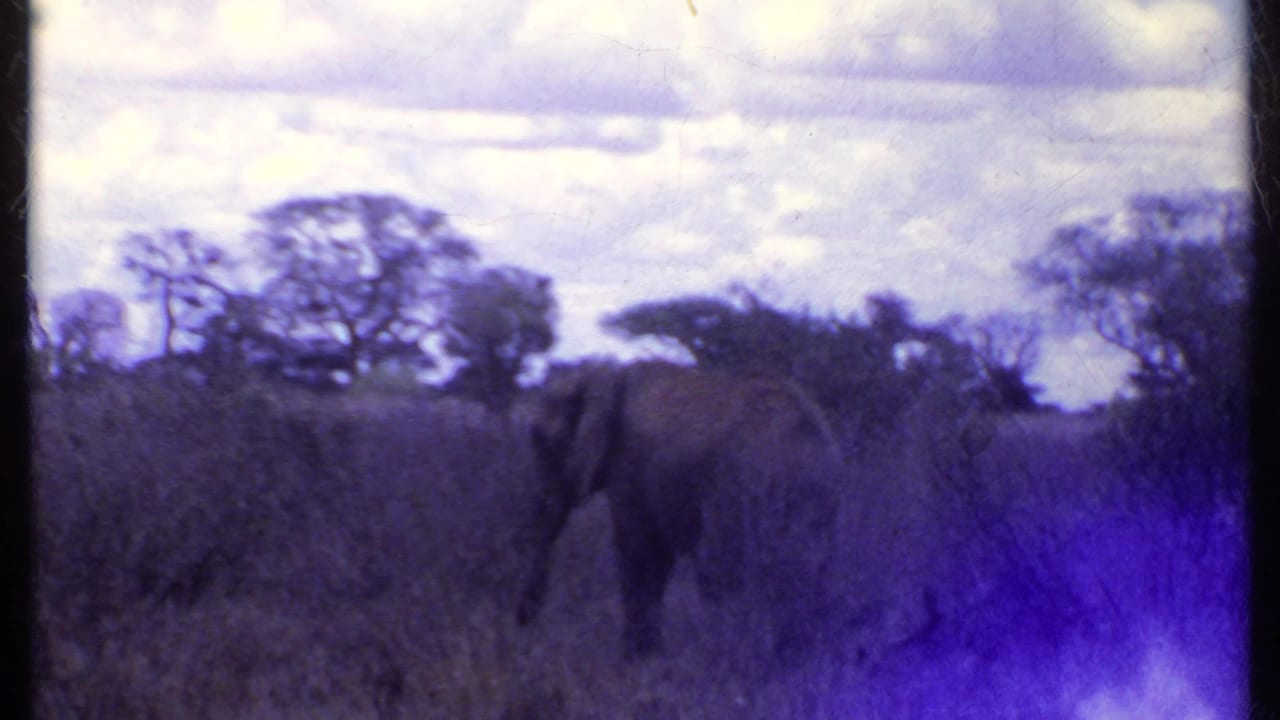 Kenya 1969 home-movie frame showing an elephant grazing among tall grass with scattered trees under a cloudy sky.