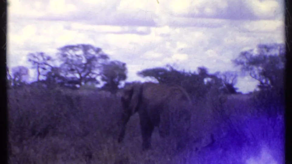 Kenya 1969 home-movie frame showing an elephant grazing among tall grass with scattered trees under a cloudy sky.