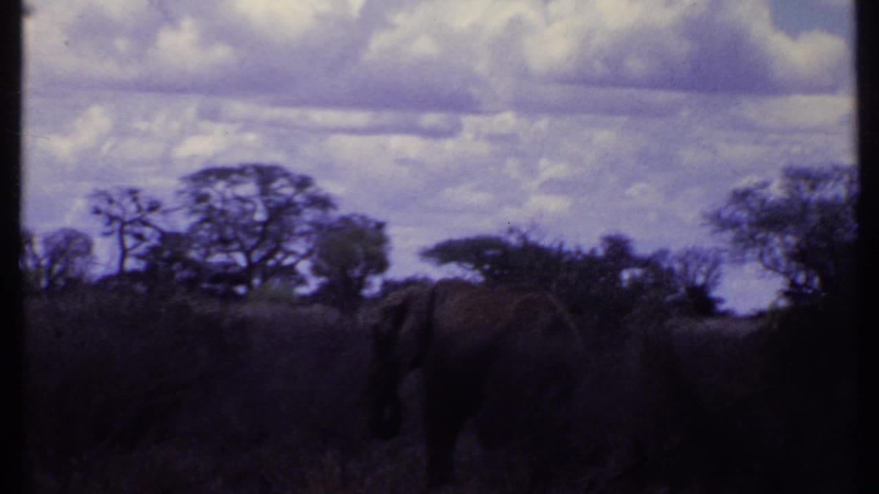 Kenya 1969 frame showing an elephant in shadowed savanna grass, with trees and a cloudy sky in the background.