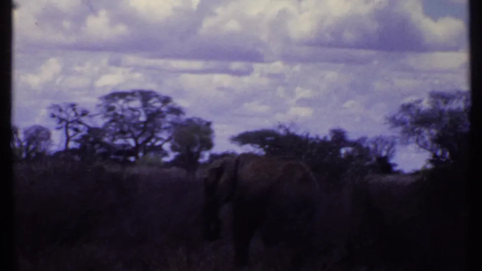 Kenya 1969 frame showing an elephant in shadowed savanna grass, with trees and a cloudy sky in the background.