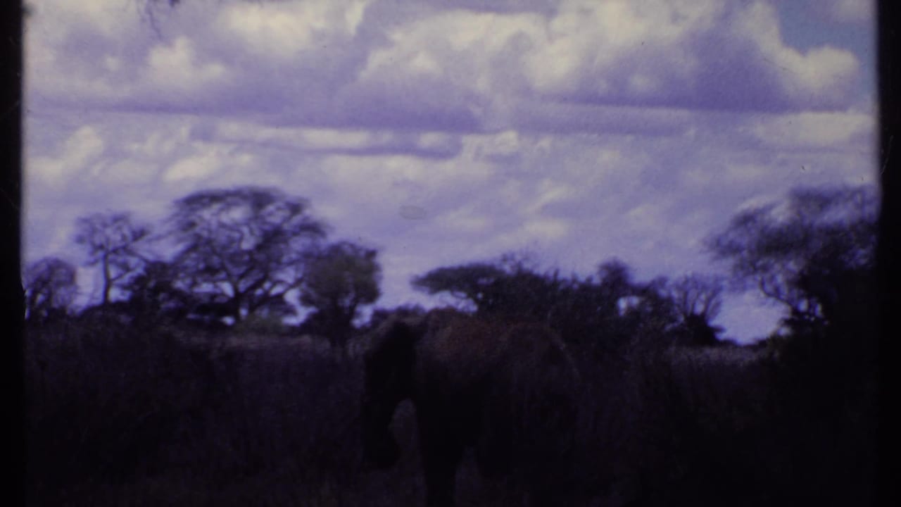 Elephant partly visible in tall grass beneath a cloudy savanna sky.
