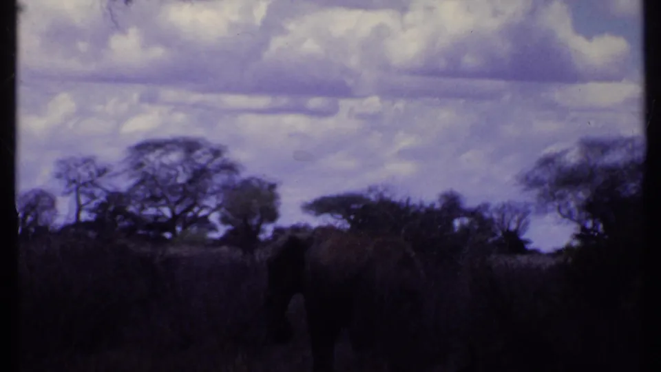 1969 Kenya 8mm frame showing an elephant partly obscured by tall grass with trees and a dramatic cloudy sky.