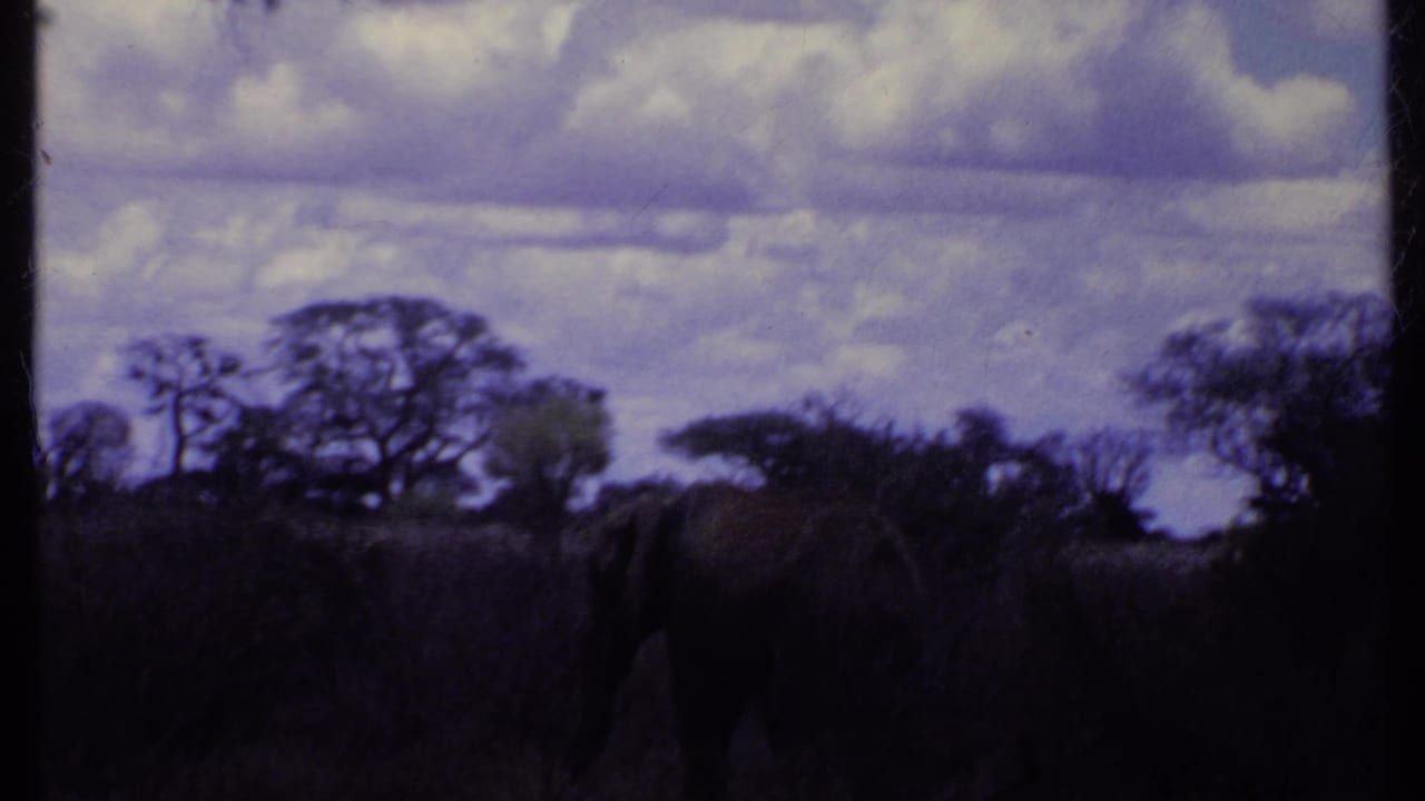 Elephant seen from behind near dense grass and silhouetted trees.