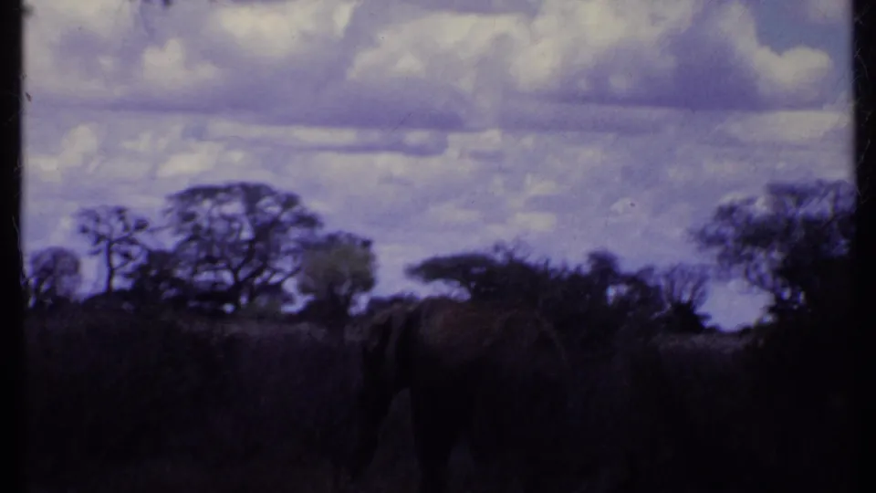 1969 Kenya 8mm frame with the elephant facing away amid tall grass, tree silhouettes and a cloud-filled sky.