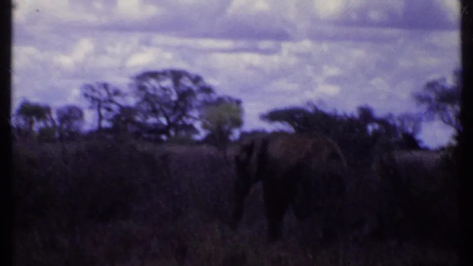 1969 Kenya 8mm frame showing a dark elephant form grazing among tall grasses beneath a cloudy sky.