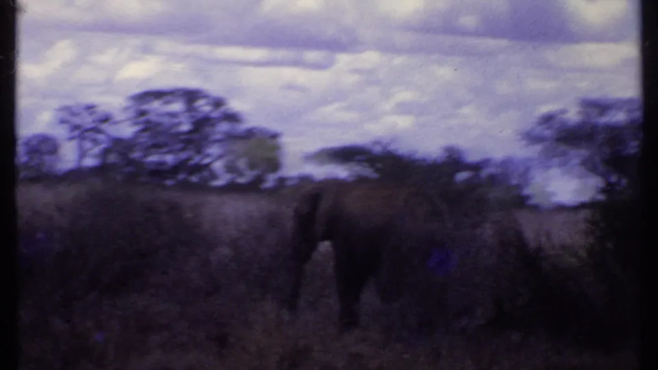 1969 Kenya 8mm frame with the elephant partly at the right edge, surrounded by grasses, trees and a clouded sky.