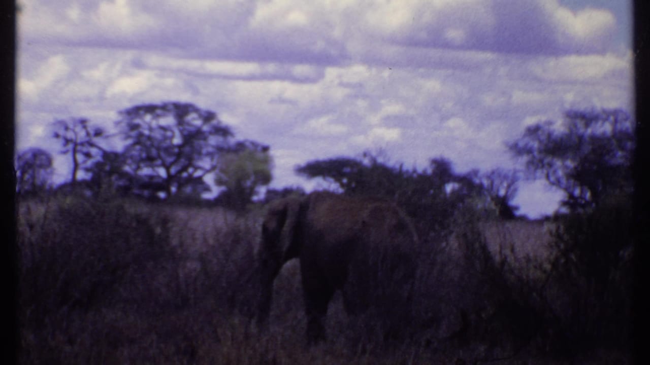 1969 Kenya 8mm frame showing an elephant partly hidden by tall savanna grass, with trees and a cloudy purple-tinted sky behind it.
