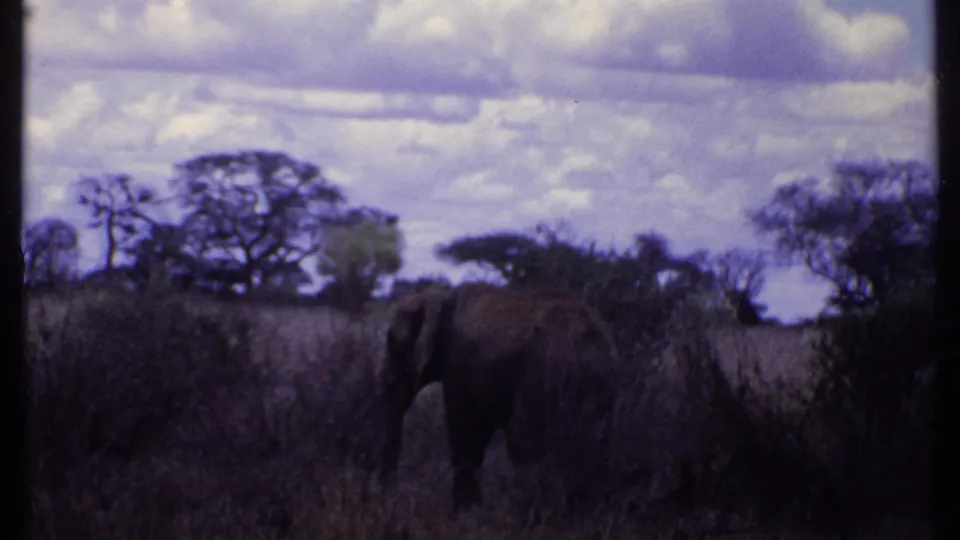 1969 Kenya 8mm frame showing an elephant partly hidden by tall savanna grass, with trees and a cloudy purple-tinted sky behind it.