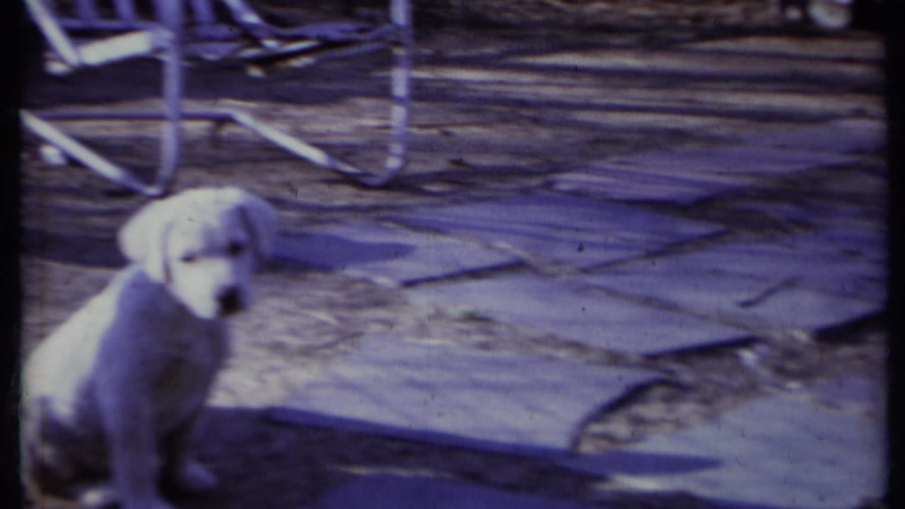 Small light-colored puppy sitting on a stone path near patio chair legs.