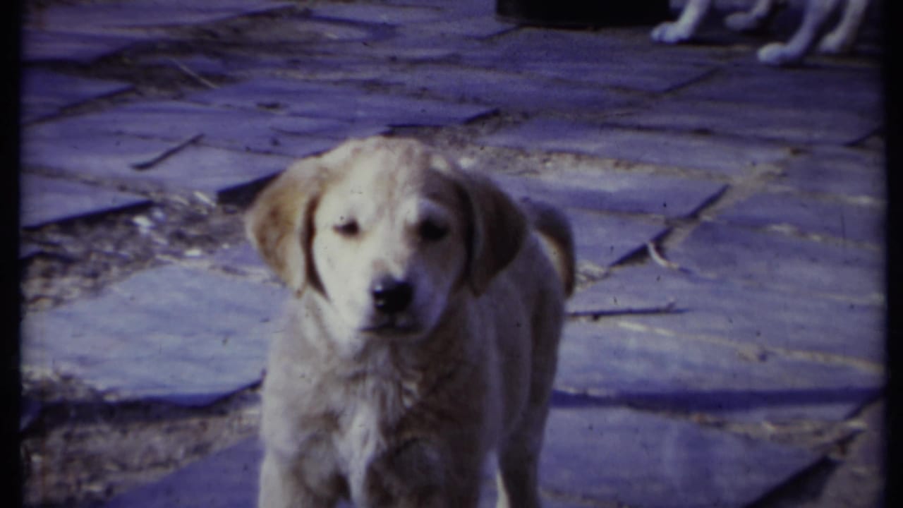 Light-colored puppy standing on a stone path and looking toward the camera.