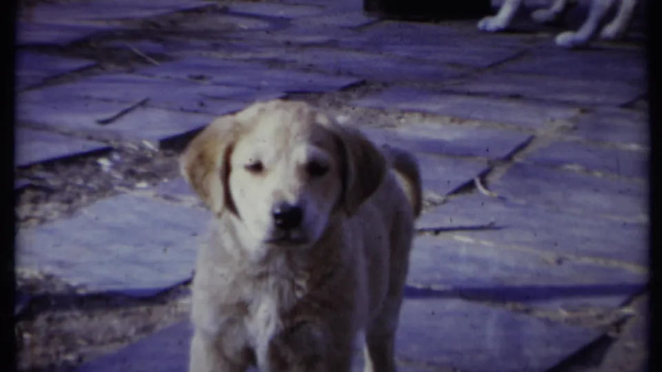 A light-colored puppy stands on a backyard stone path and looks toward the camera in 1971 California 8mm home-movie footage.