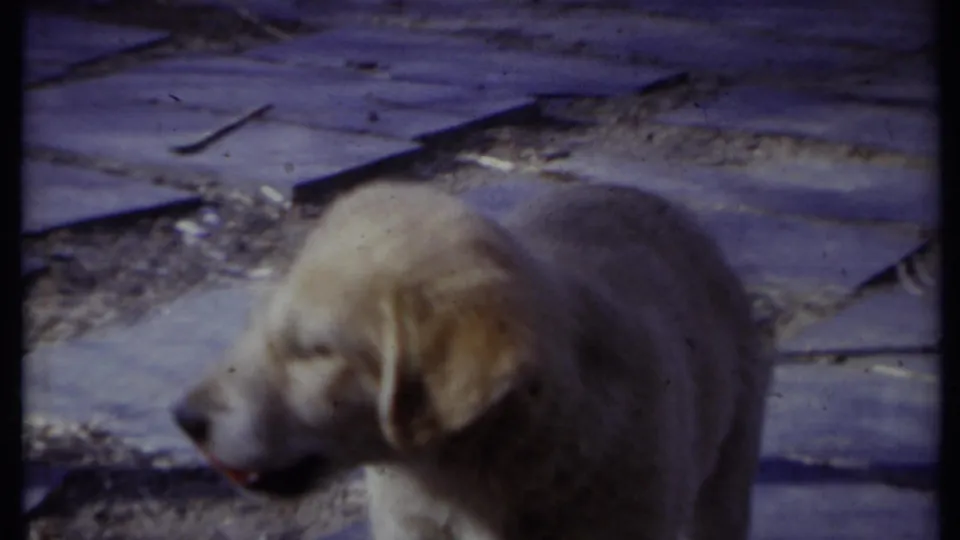 A light-colored puppy passes close to the camera in profile on a backyard stone path, rendered with soft 8mm grain and color shift.