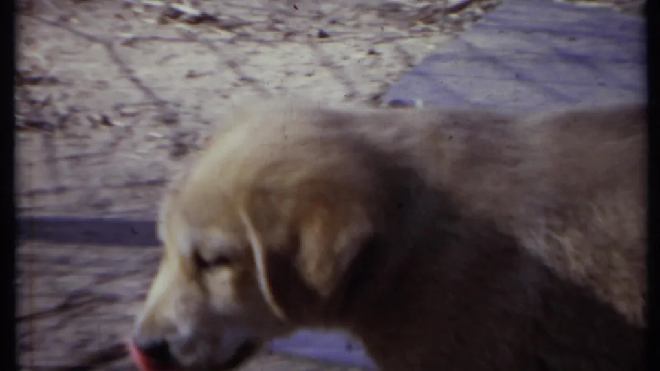 Close side view of a light-colored puppy on the stone path in California 1971 home-movie footage, with the dog partly filling the frame.