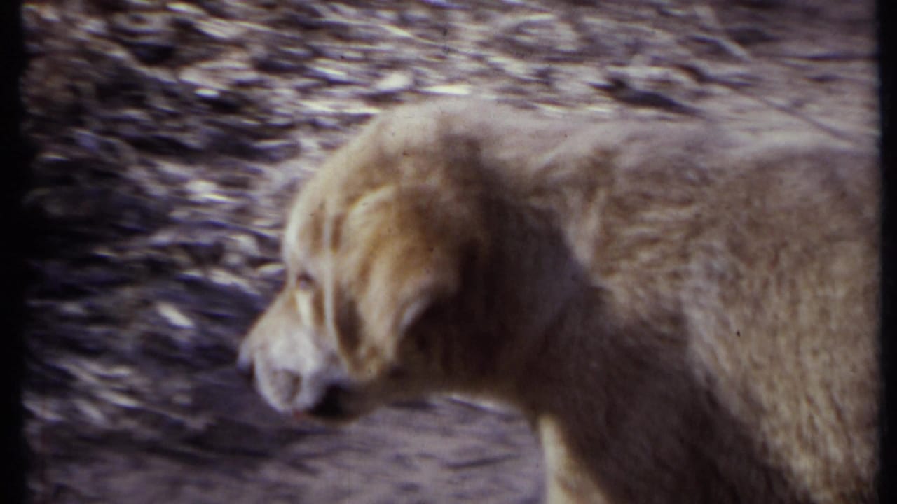 Large light-colored dog in profile outdoors near leaf-covered ground.