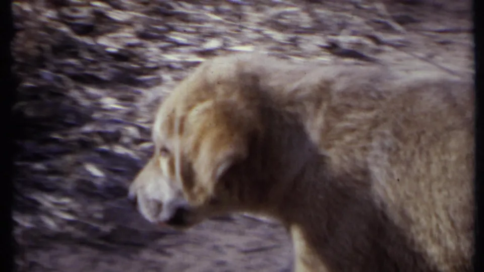 Large light-colored dog seen in profile in 1971 California 8mm home-movie footage, with soft focus and yard ground behind it.