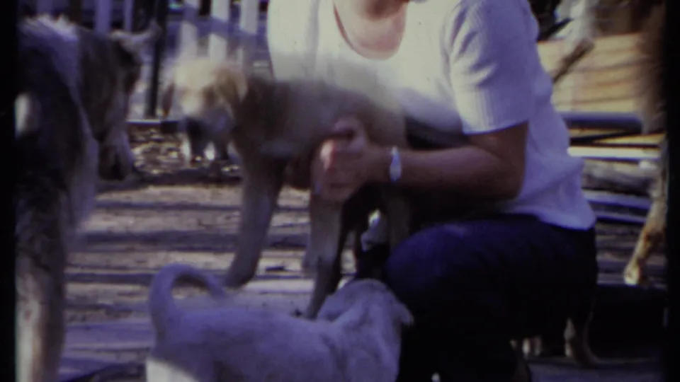 In 1971 California 8mm footage, a woman crouches in a sunny outdoor enclosure with dogs while holding a small light-colored puppy.