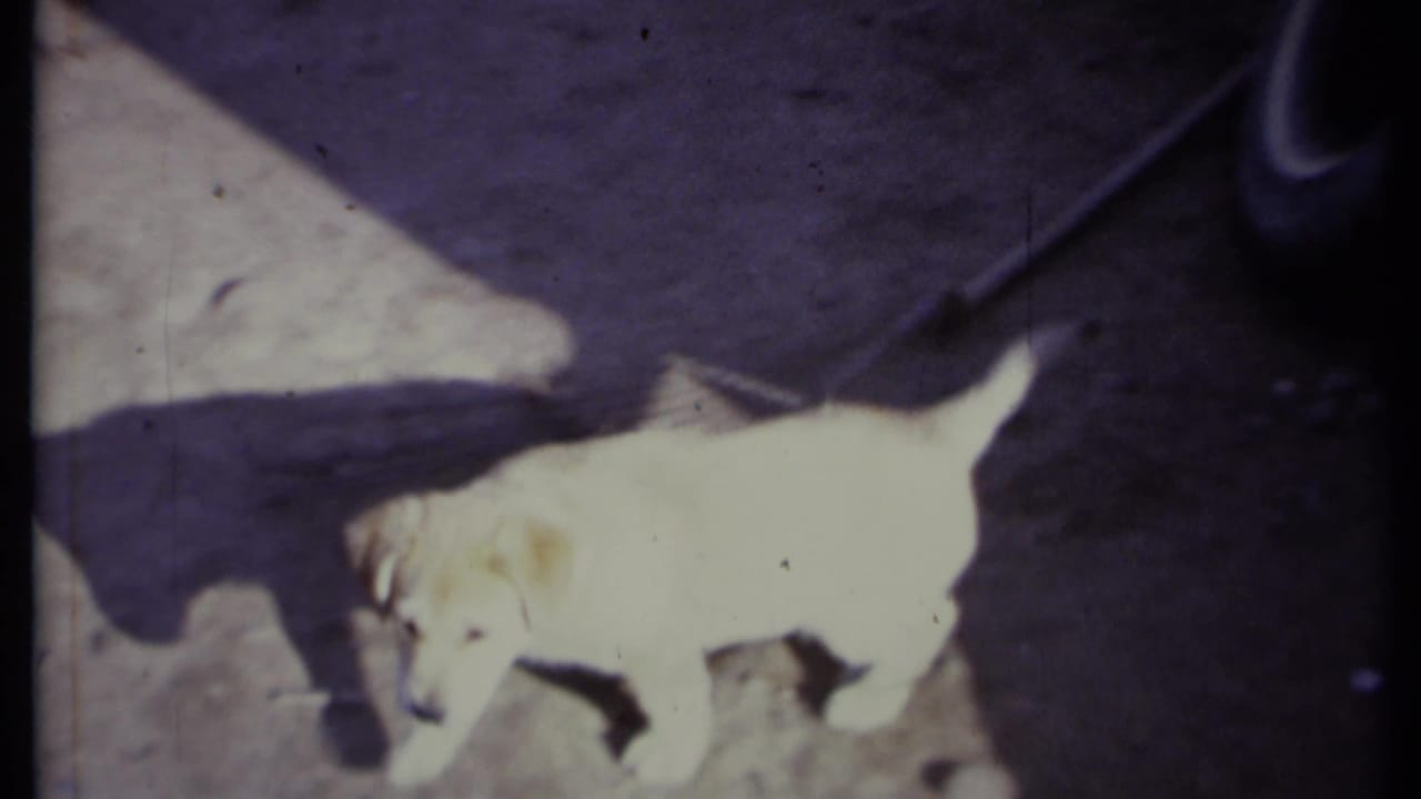 Light-colored puppies move on a sunlit patio near a person's legs.