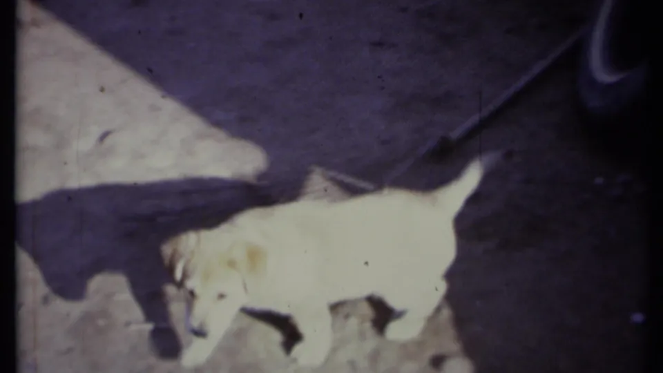 1971 California 8mm frame showing light-colored puppies on a stone patio beside partial adult legs and strong shadows.