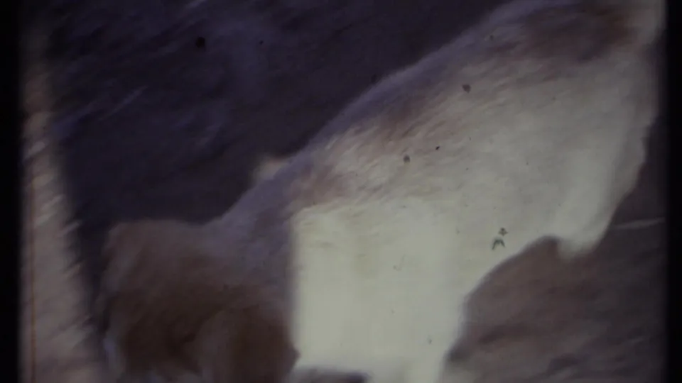 1971 California home-movie frame with a light-colored puppy being held near the lens, with patio surface behind it.