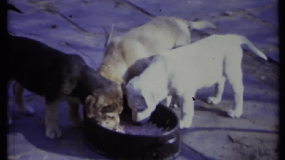 1971 California 8mm frame showing light and dark puppies feeding from a shared black bowl on a sunlit patio.