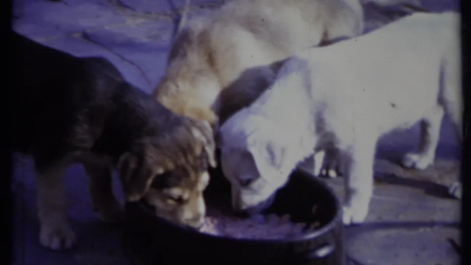 1971 California home-movie frame of several puppies clustered at a bowl, with faded color and handheld 8mm framing.