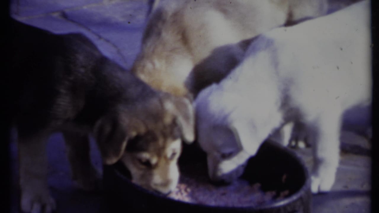 Three puppies crowd around a dark bowl of food outdoors.