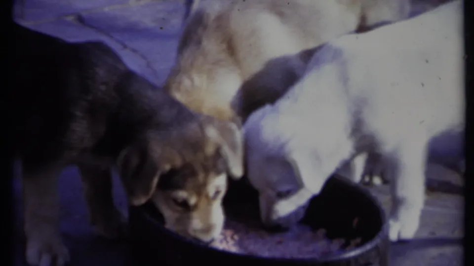 1971 California 8mm frame of black, brown, and white puppies eating from a dark bowl in bright outdoor light.