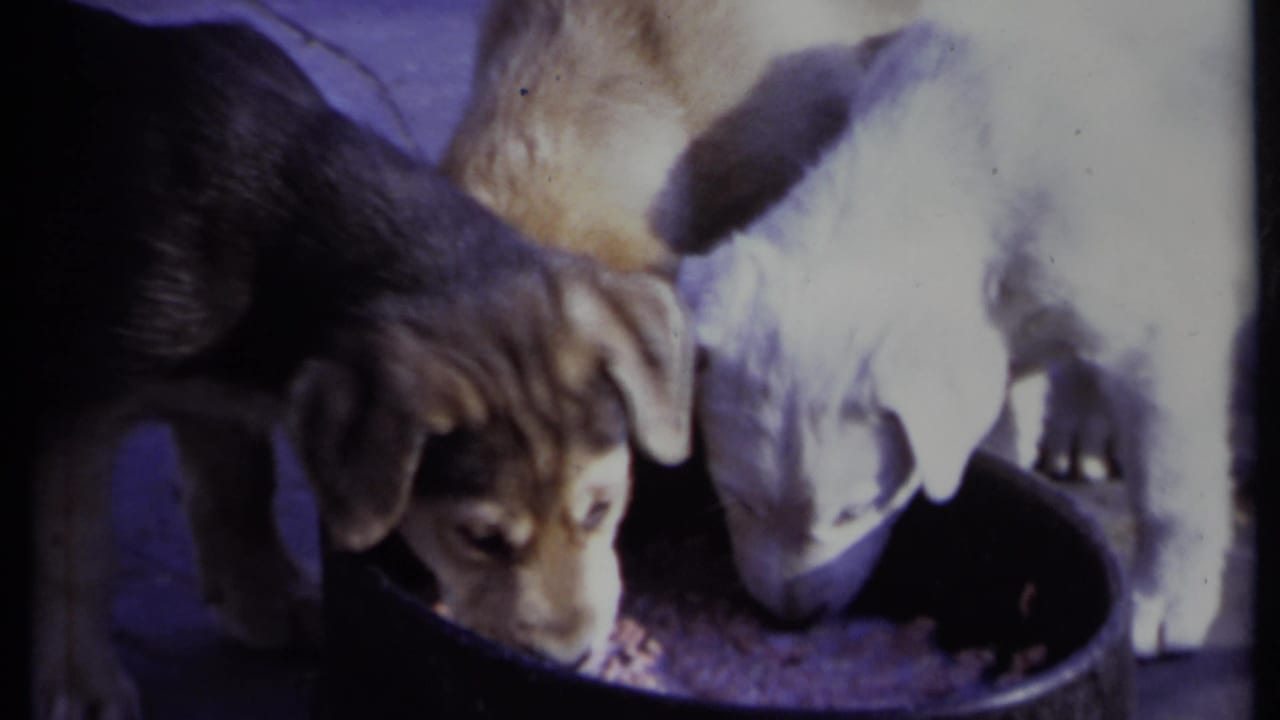 Brown and white puppies lower their heads toward a shared food bowl.