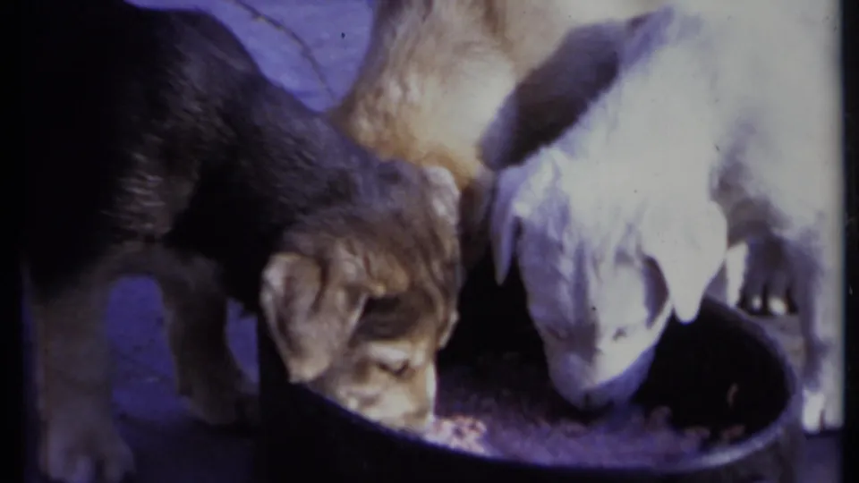 Soft 8mm frame from California in 1971 with three puppies feeding together from a large dark bowl.