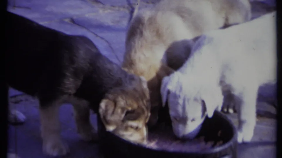 Final 1971 California frame of the puppies clustered around the bowl, with bright exposure and visible 8mm grain.