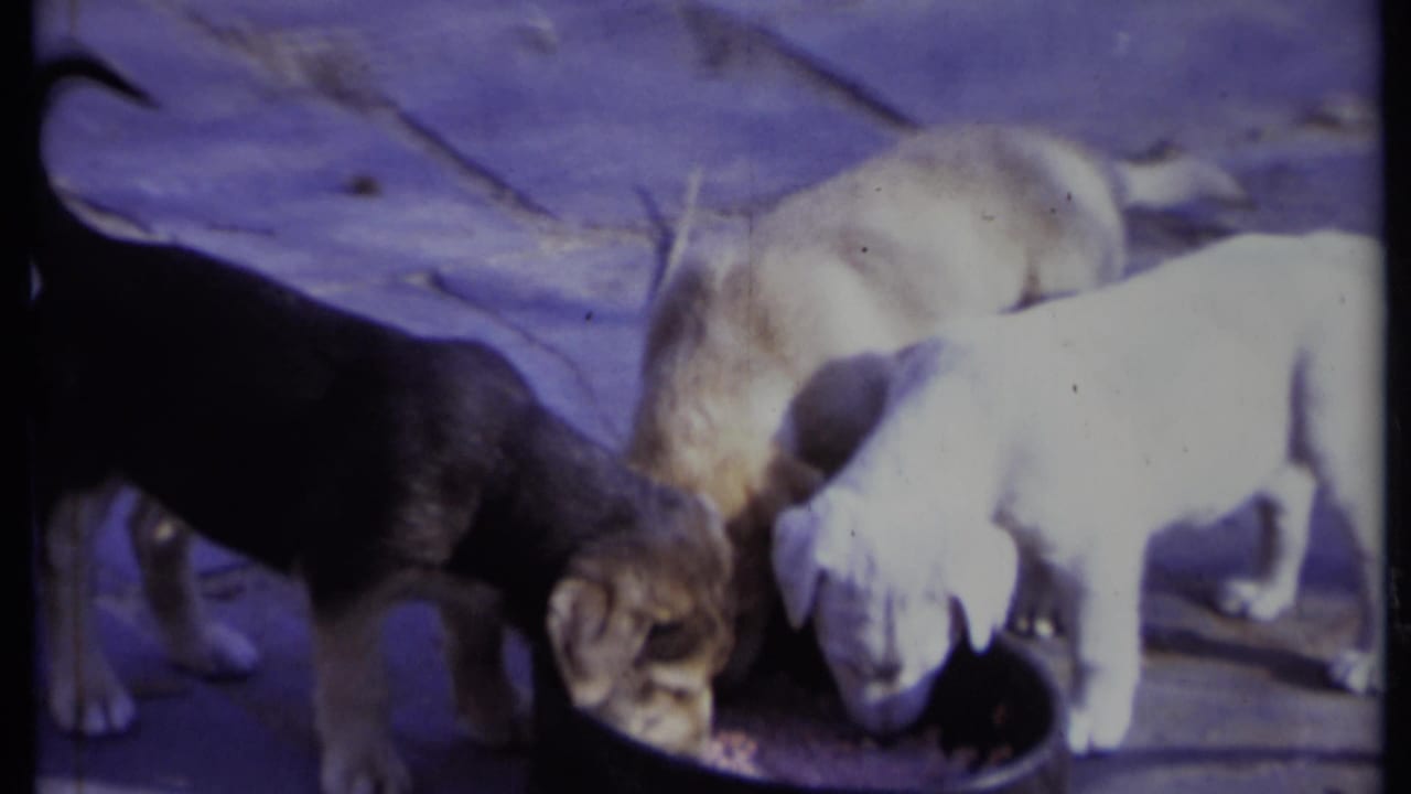 Three young puppies drink from a dark bowl on a stone patio.