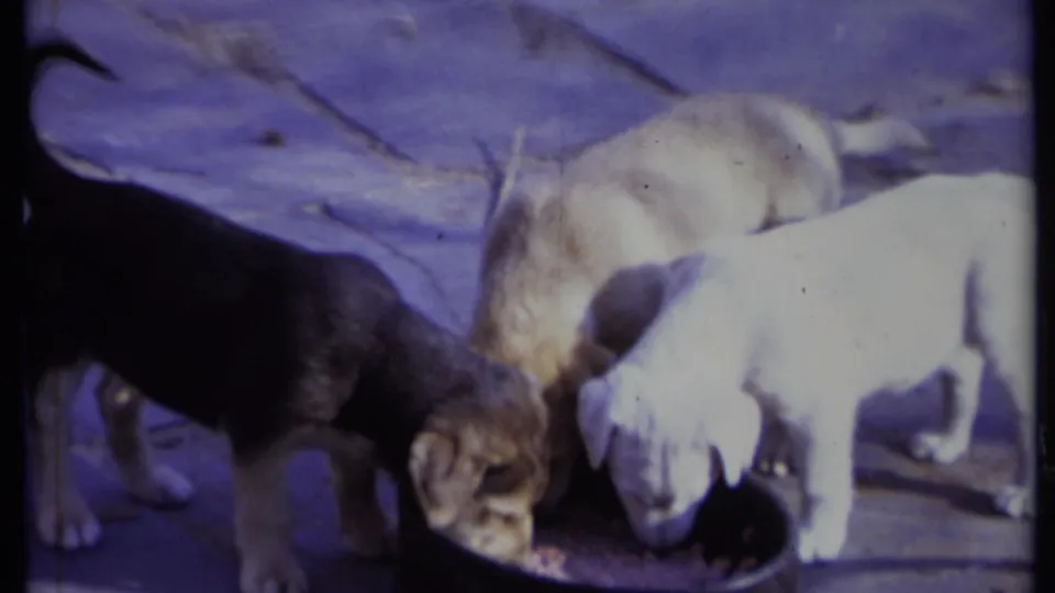 Three puppies, black, tan, and white, gather around a dark bowl on a California stone patio in 1971 home-movie footage.